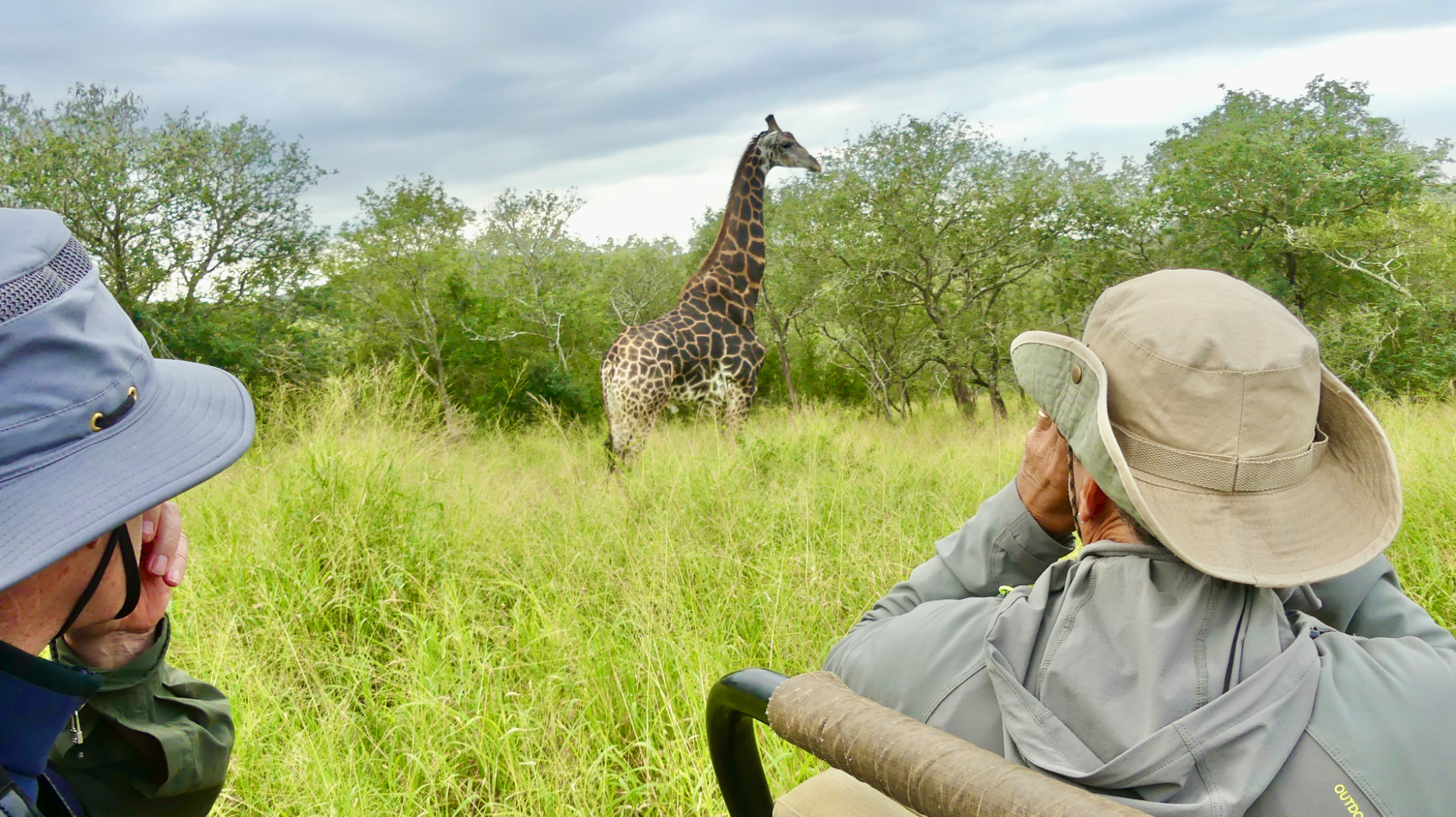 Giraffe watching